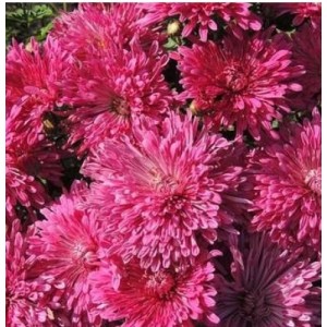 Хризантема Танго