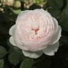 Роза Принцесса Лиана (флорибунда)