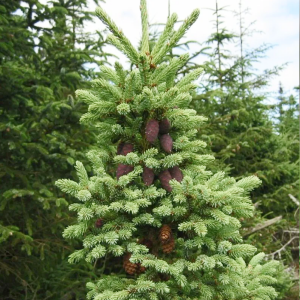 Ель Черная до 20 см