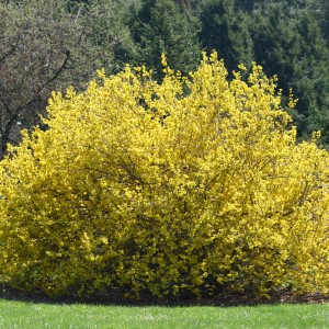 Саженец форзиции яйцевидной