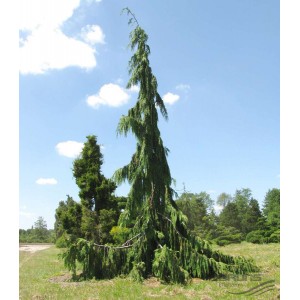 Саженец кипарисовика Нутканского 40-60 см