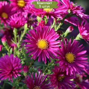 Саженцы астры ново-бельгийская Кримсон Брокейд (Crimson Brocade) -  комплект 5 шт.
