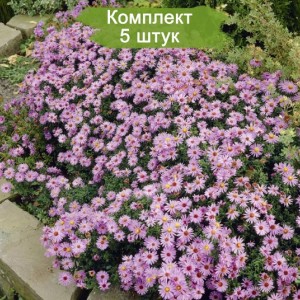 Саженцы астры Профессор Антон Киппенберг (Prof A. Kippenberg) -  комплект 5 шт.