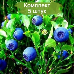 Саженцы черники Дарроу (Darrow) -  комплект 5 шт.