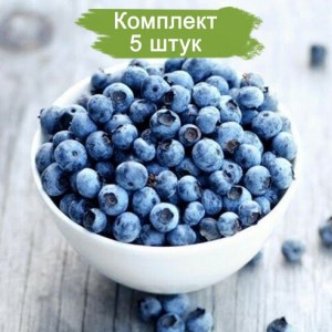 Саженцы черники Синее золото -  комплект 5 шт.