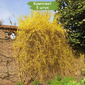 Сеянцы форзиции Свисающей (Пониклой) -  комплект 5 шт.