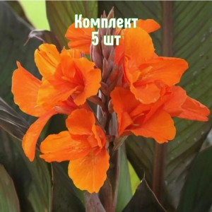 Комплект 5шт / Канна Вайоминг