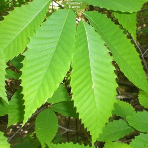 Саженцы каштана зубчатый или американский -  комплект 5 шт.