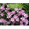 Саженцы клематиса Хегли Хайбрид ( Hagley Hybrid ) -  комплект 5 шт.