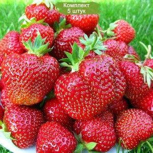 Саженцы клубники хоней -  комплект 5 шт.