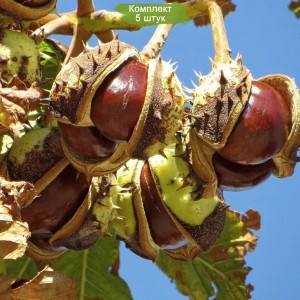 Саженцы Конского каштана -  комплект 5 шт.
