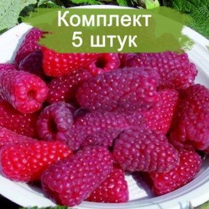 Саженцы ремонтантной малины Рубиновый гигант (Красная) -  комплект 5 шт.