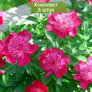 Саженцы пиона Nippon Parade (Ниппон Парад ) -  комплект 5 шт.