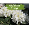 Саженцы рододендрона Каннингемс Уайт (Cunningham’s White) -  комплект 5 шт.