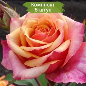 Саженцы чайно-гибридной розы Черри Бренди (Cherry Brandy) -  комплект 5 шт.