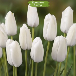 Луковицы тюльпана Альбатрос (Albatros) -  комплект 5 шт.
