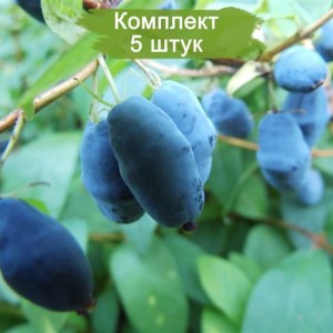 Саженцы жимолости Тундра -  комплект 5 шт.