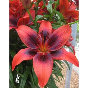 Луковица лилии London Heart (Сердце Лондона ) AZ