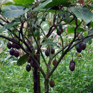 Саженец ореха Черного