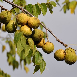 Саженец ореха черного Томаса