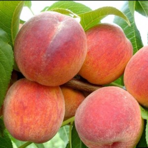 Персик Бархатный сезон