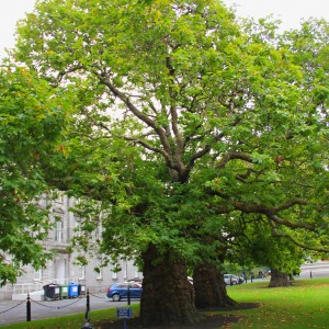 Саженец платана Восточного