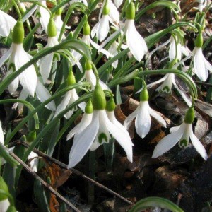Луковица подснежника Альпийский