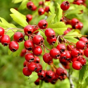 Саженец Боярышника Обыкновенного