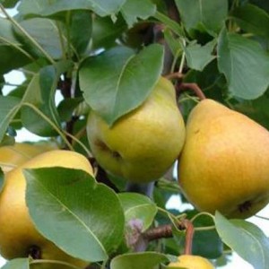 Саженец груши Лада