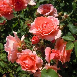 Саженец плетистой розы Алибаба (Alibaba)