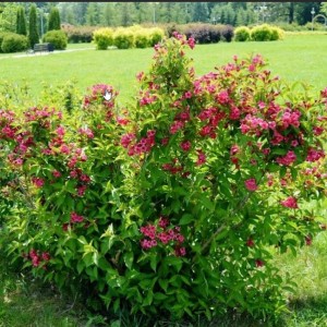 Саженец вейгелы Ева Ратке (Eva Rathke) 