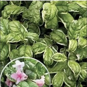 Саженец вейгелы пестролистной Карикатура (Caricature) 