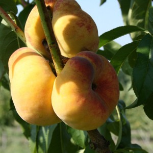 Саженец персика колоновидного Инжирного